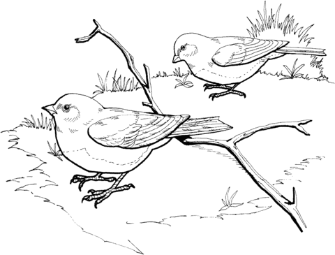 Dark Eyed Slate Colored Junco Birds Coloring Page